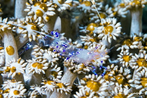 Graceful anemone shrimp by Laurie Slawson 